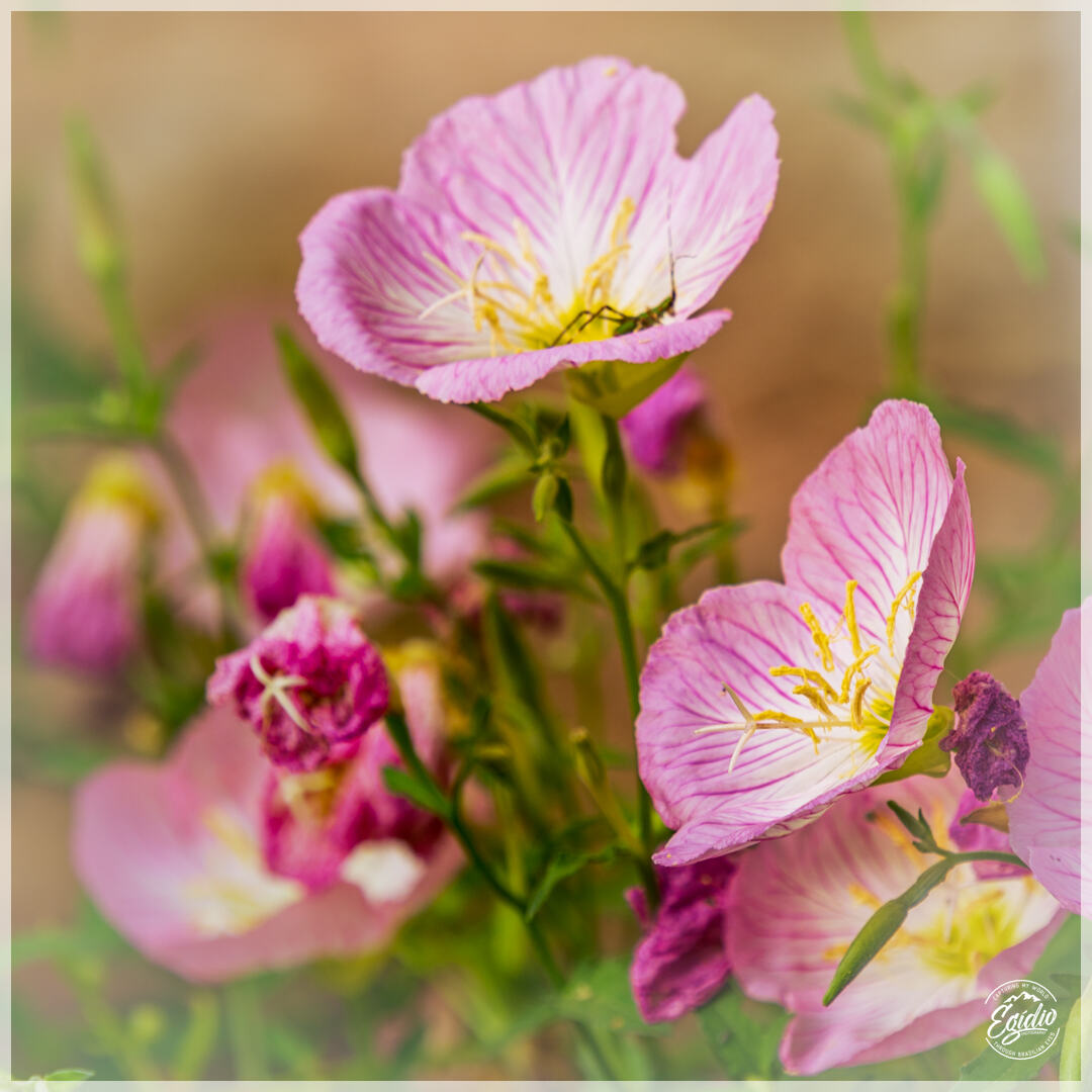 Wildflowers