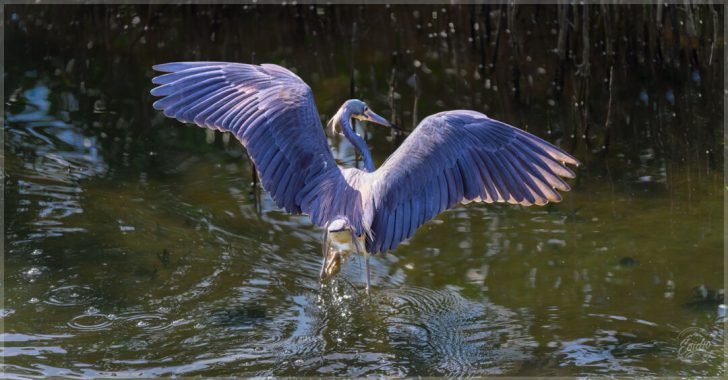 A Tricolored Heron stands in shallow water with its slate-blue wings fully outstretched overhead, forming a shadowy canopy on the surface as it hunts for fish below.